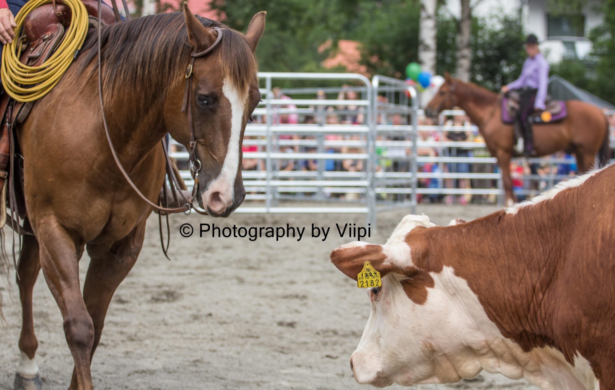 Hackamore Stockhorse